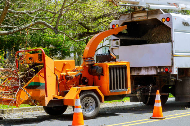 Why Choose Our Tree Removal Services in South Boston, VA?