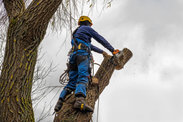 South Boston, VA  Tree Services Company